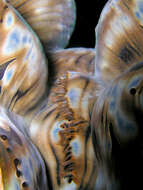 Image of Fluted Clam