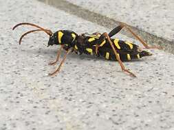 Image of Clytus tropicus (Panzer 1795)