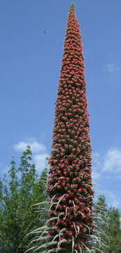 Image of Echium wildpretii H. H. W. Pearson ex Hook. fil.