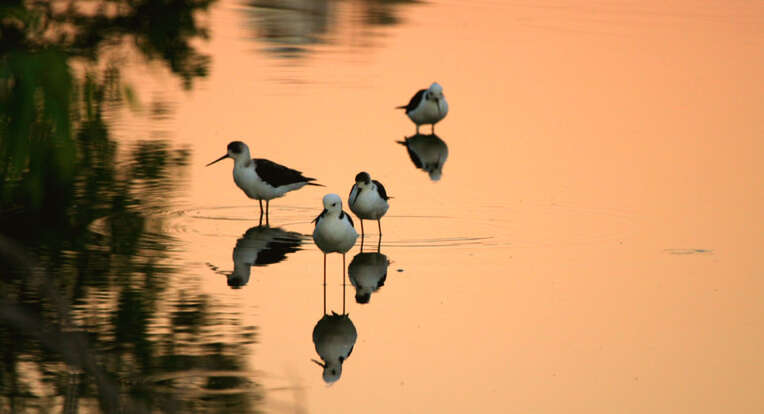 Image of Pied Stilt