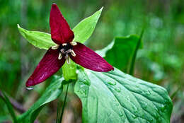 Image of red trillium