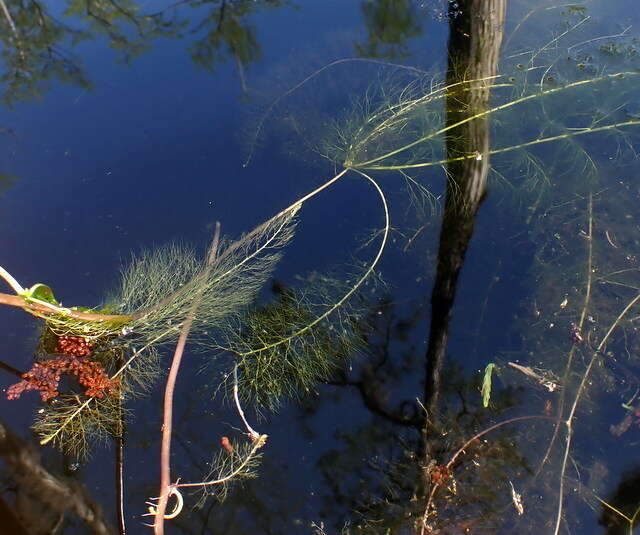 Слика од Utricularia floridana Nash