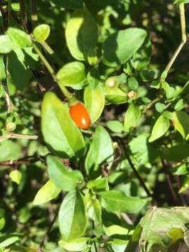 Image of bird pepper