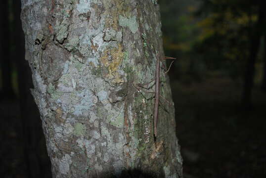 Image of Northern Walkingstick