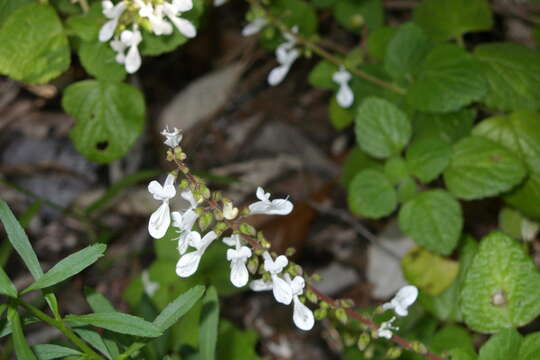 Image of Common Thicket Spurflower