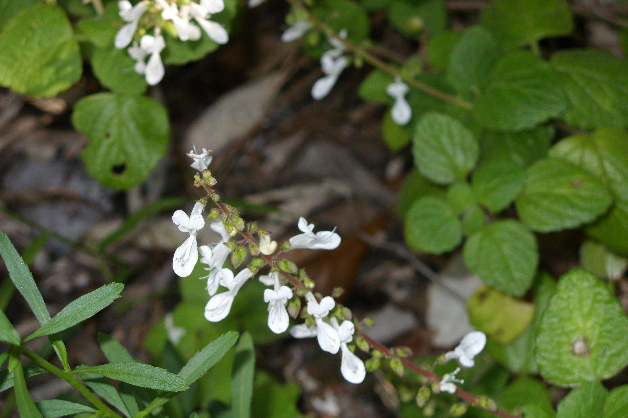 Image of Plectranthus madagascariensis (Pers.) Benth.