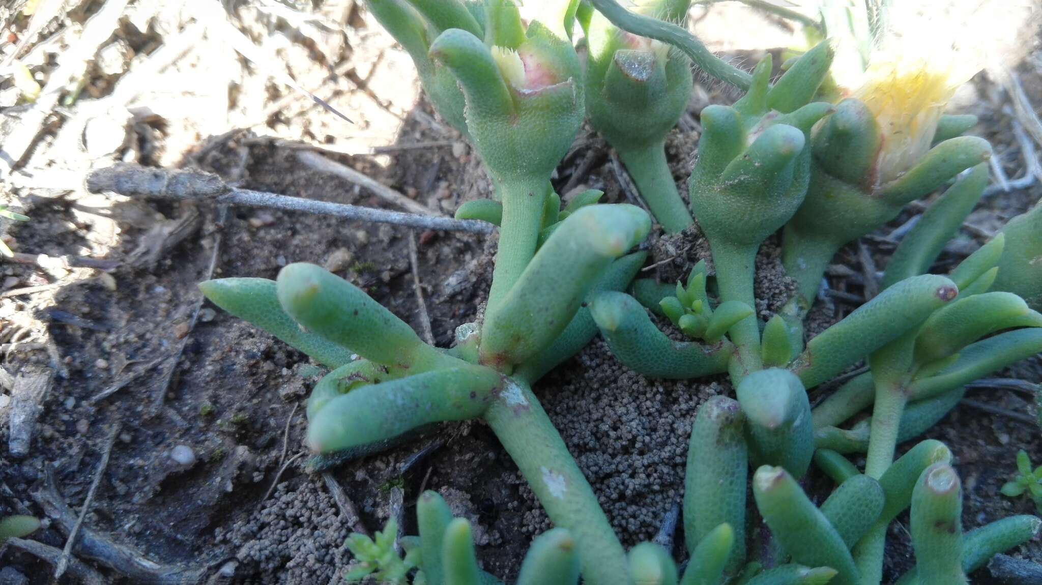 Image of Mesembryanthemum grossum (Soland.)