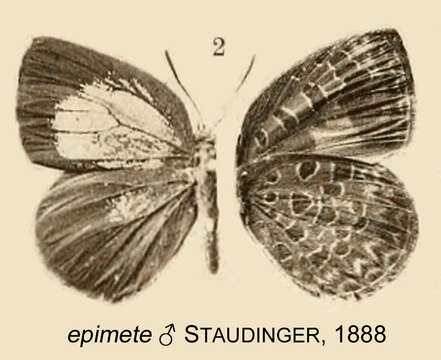 Plancia ëd Arhopala epimete (Staudinger 1889)