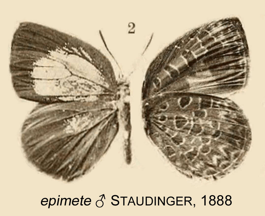 Image of Arhopala epimete (Staudinger 1889)