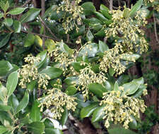 Image of <i>Olearia traversiorum</i>