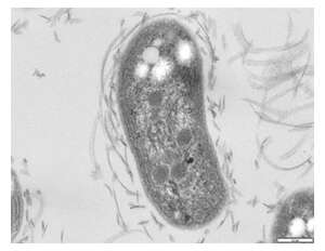 Image of Nitrobacter