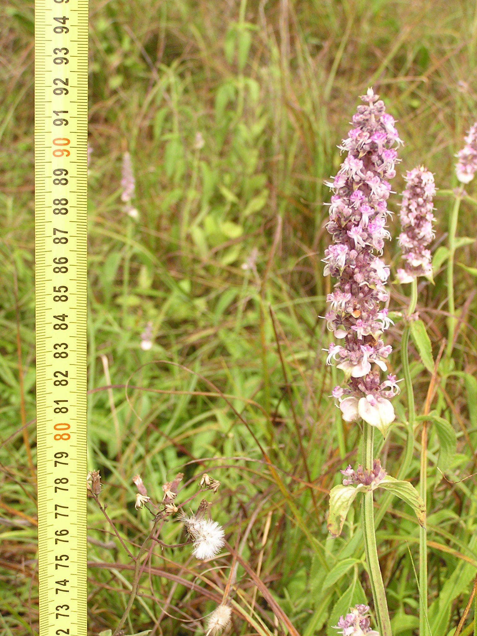 Image of Ocimum gratissimum subsp. gratissimum