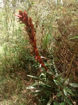 Tillandsia pastensis André的圖片