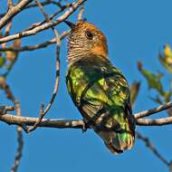 Image of Asian Emerald Cuckoo