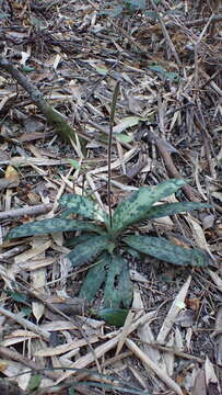 Image de Paphiopedilum purpuratum (Lindl.) Stein