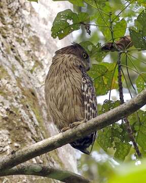 Image of Brown Fish Owl