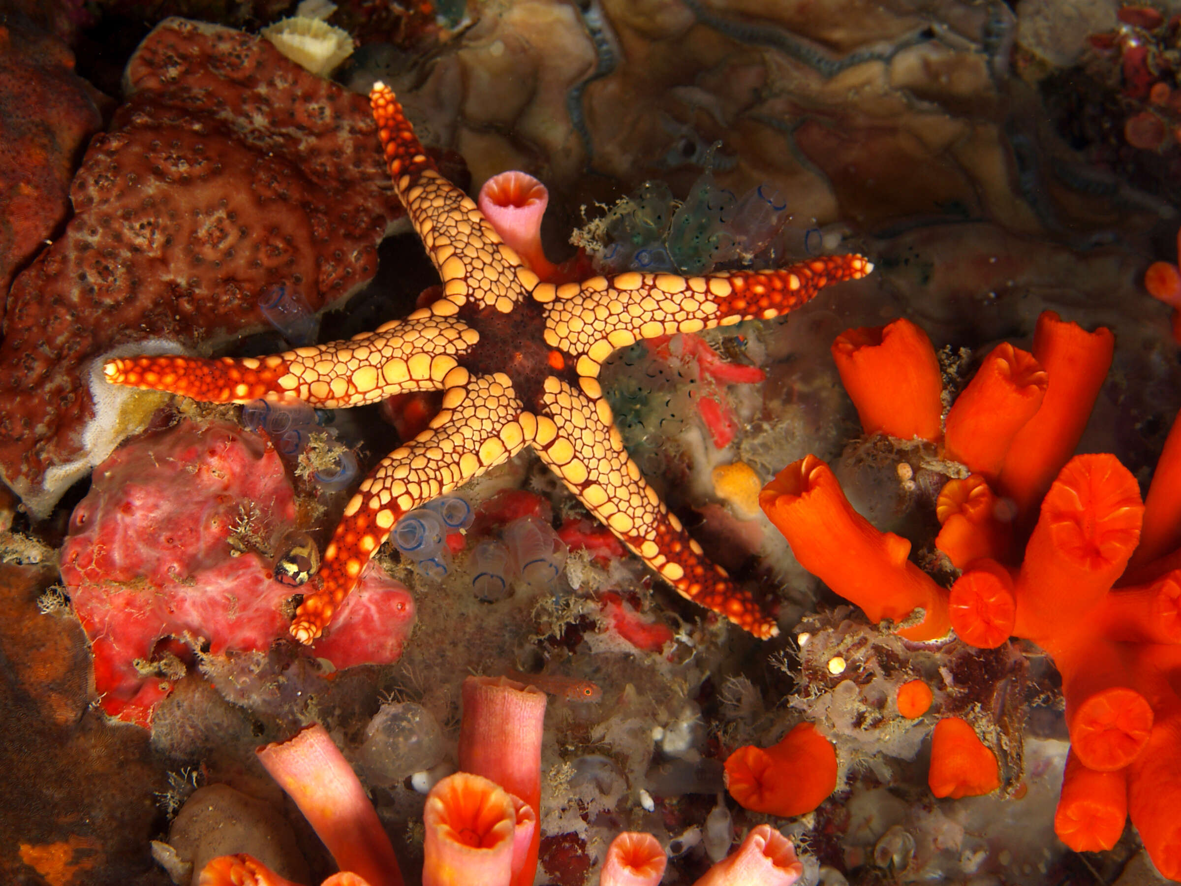 Image of Red and pink sea star