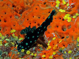 Image of Green spot black slug