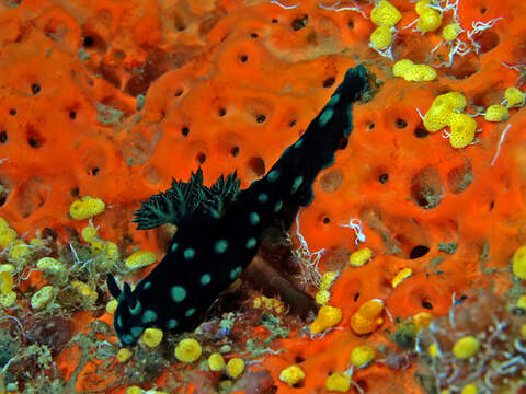 Image of Green spot black slug