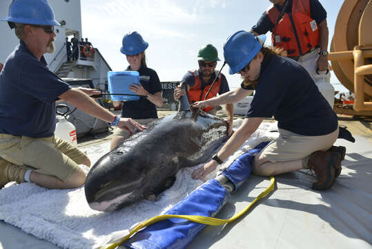 Image of pygmy killer whale