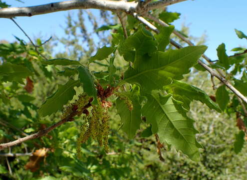 Imagem de Quercus infectoria G. Olivier