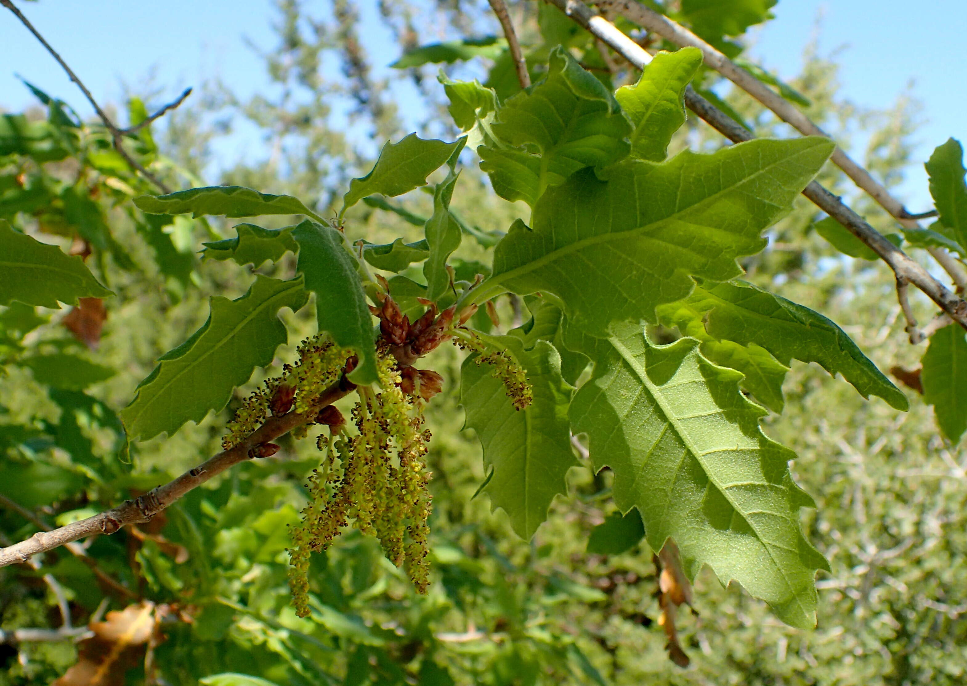 Image of aleppo oak