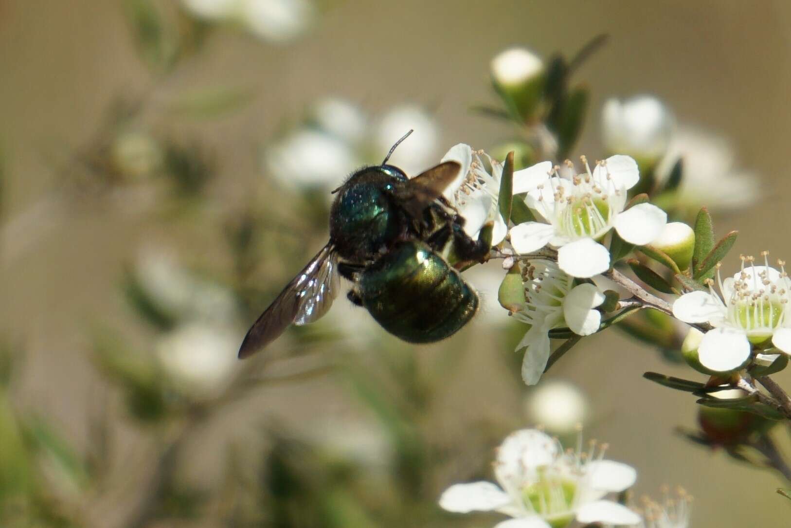 Plancia ëd Xylocopa aeratus (Smith 1851)