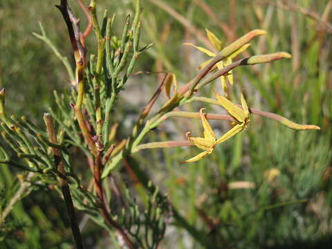 Imagem de Franklandia fucifolia R. Br.