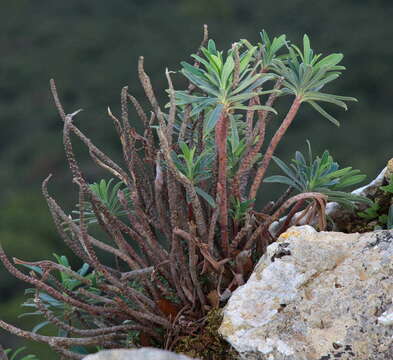 Euphorbia characias subsp. characias resmi