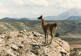 Image of Guanaco