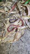 Image of Dark-Grey Ground Snake