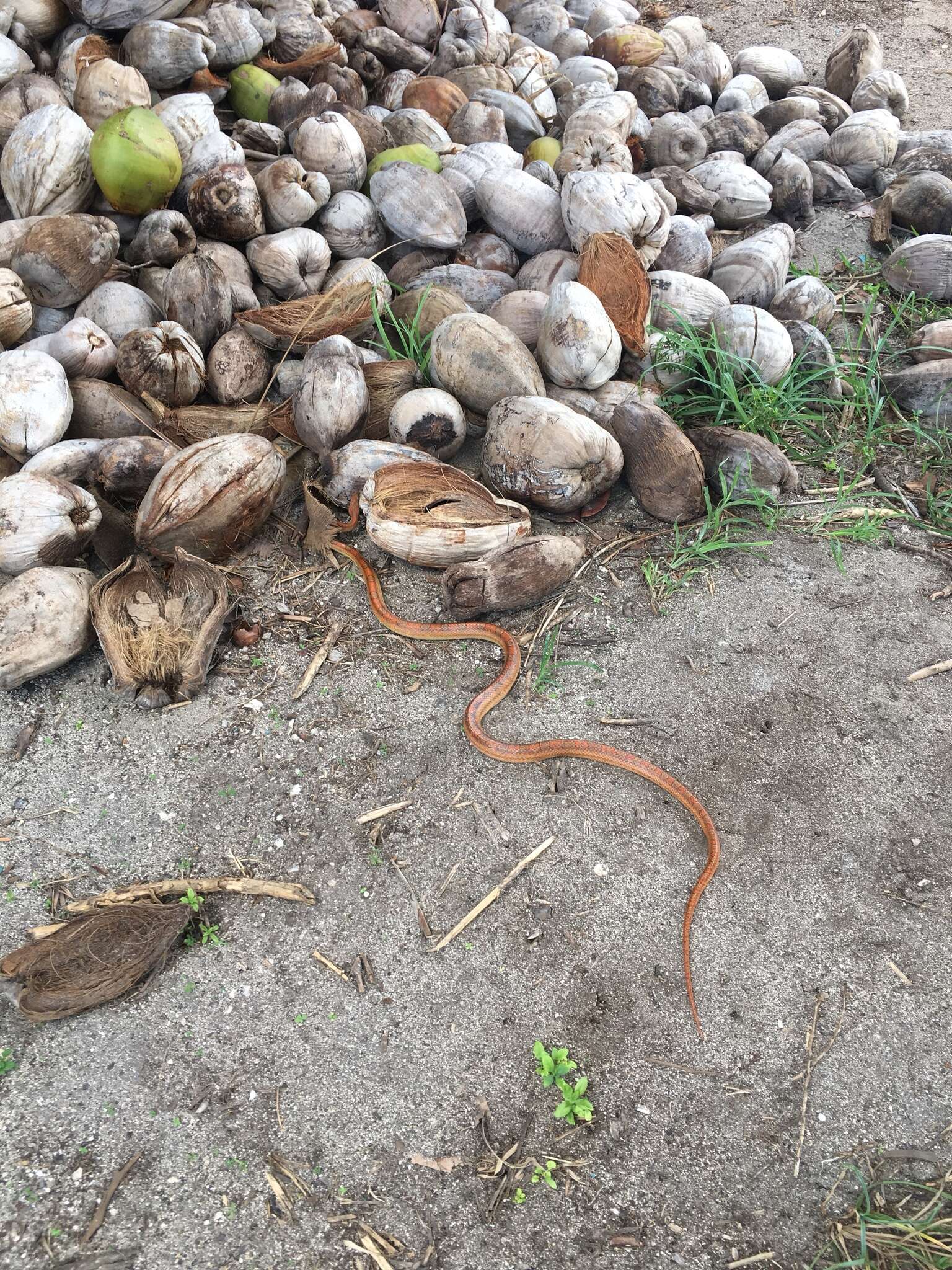 Image of Corn Snake