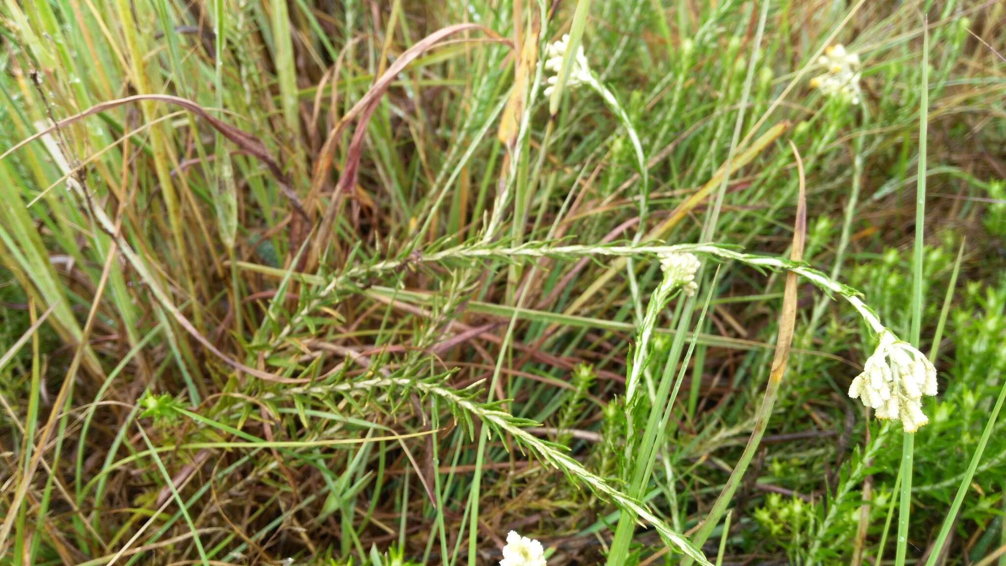 Image of Wrinkly Everlasting