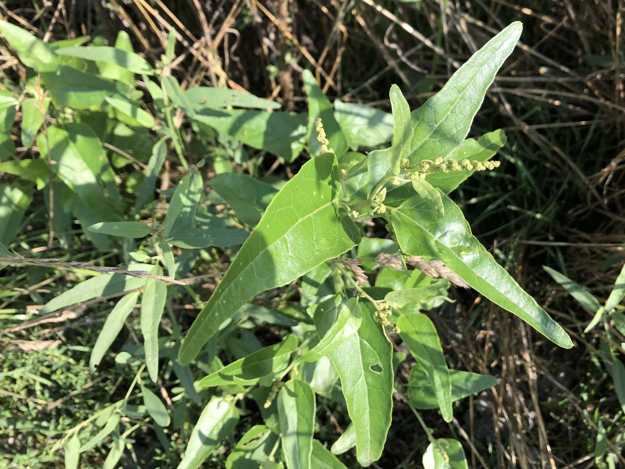 Image de Atriplex sagittata Bkh.