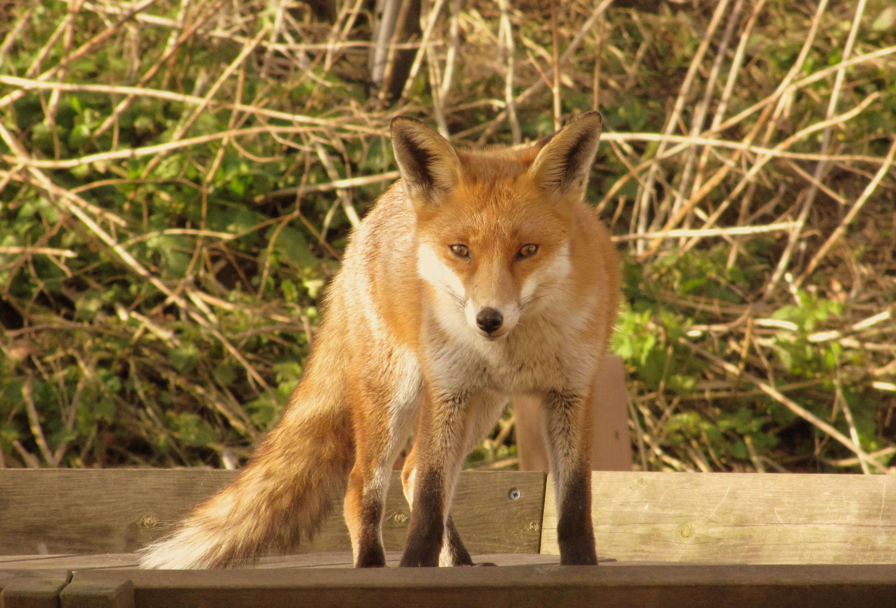 Image of Foxes