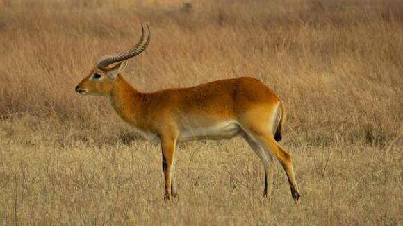 Image of Lechwe -- Southern Lechwe