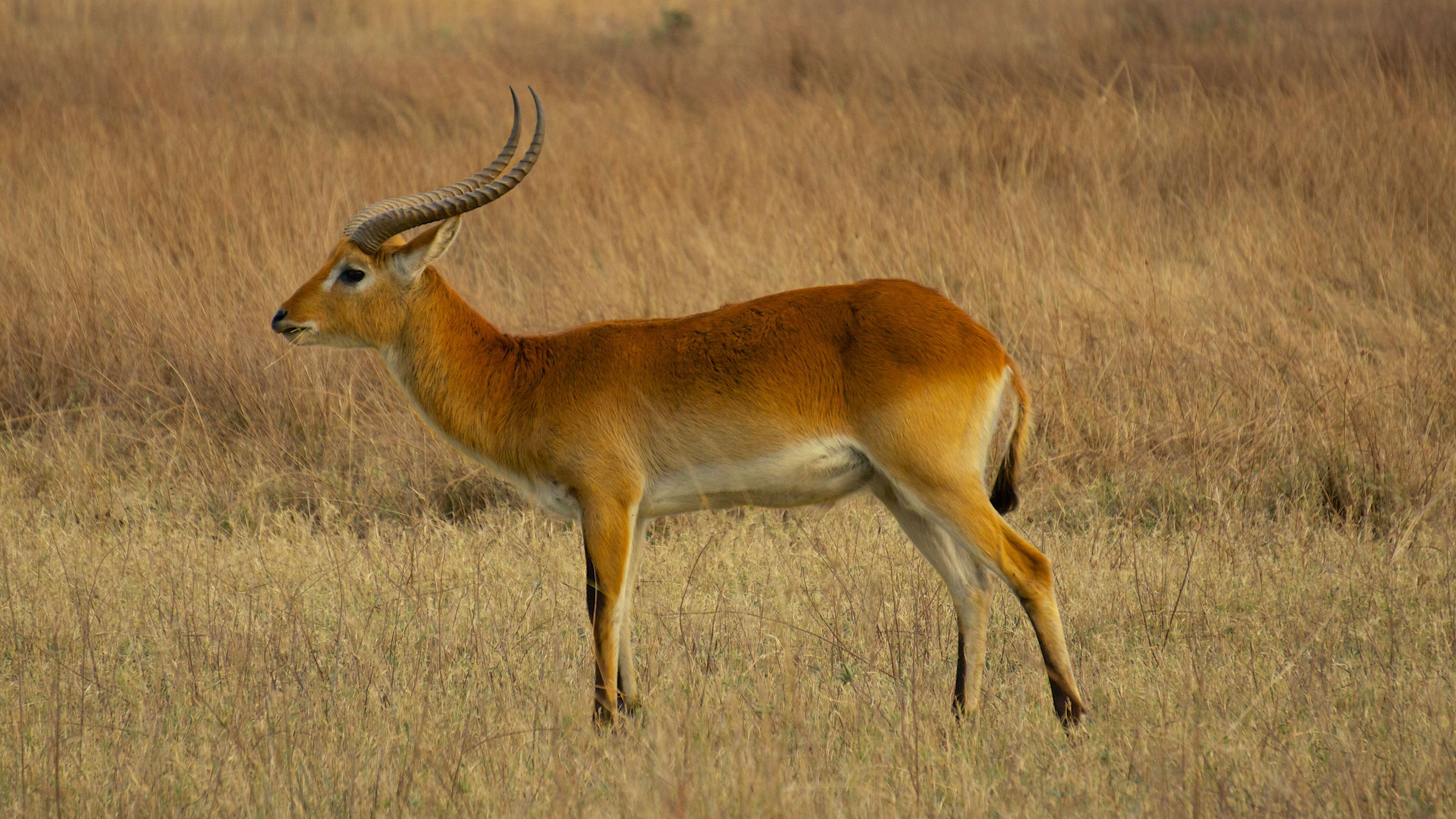 Image de Cobe Lechwe