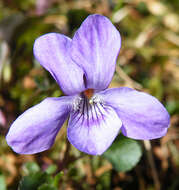 Image of common dog-violet