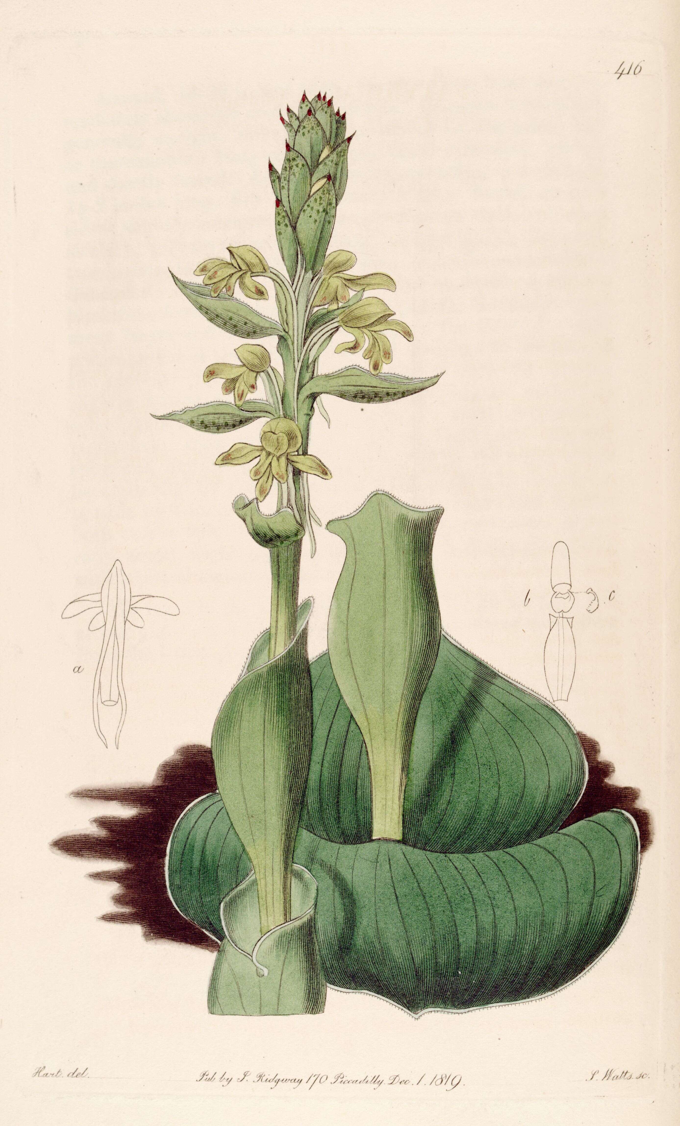 Image of Satyrium