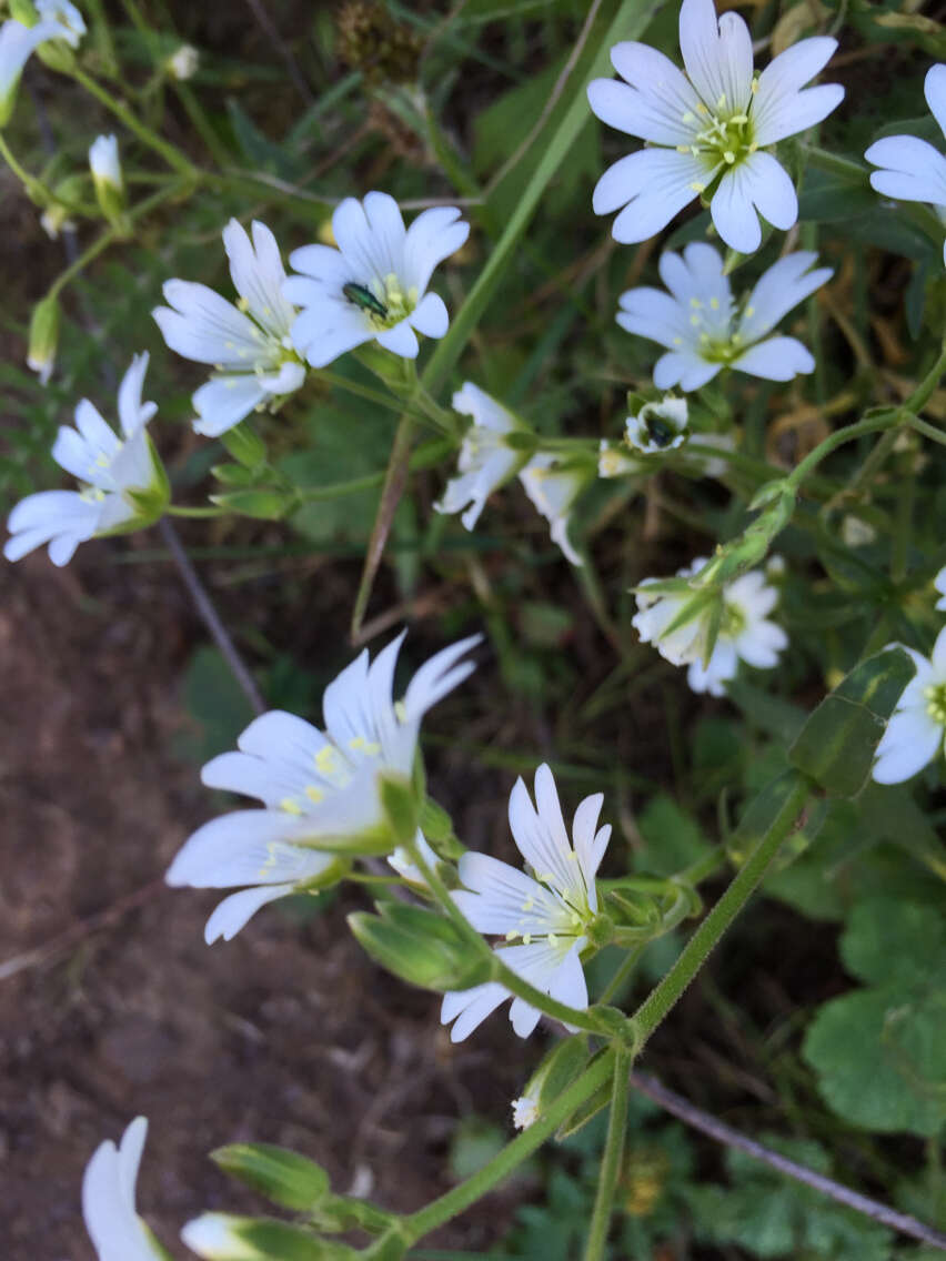 Image of field chickweed