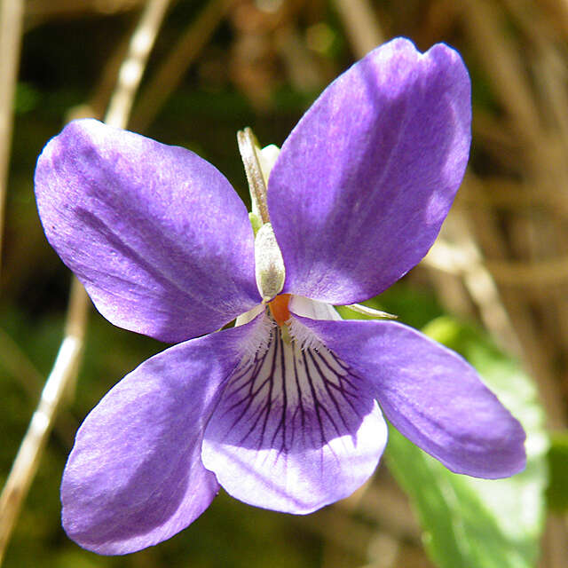 Image of common dog-violet