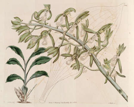 Image of catasetum