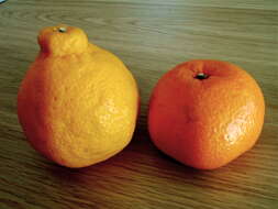 Image of Citrus unshiu