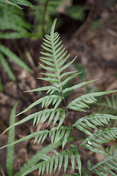 Image of Pteris dissitifolia Bak.