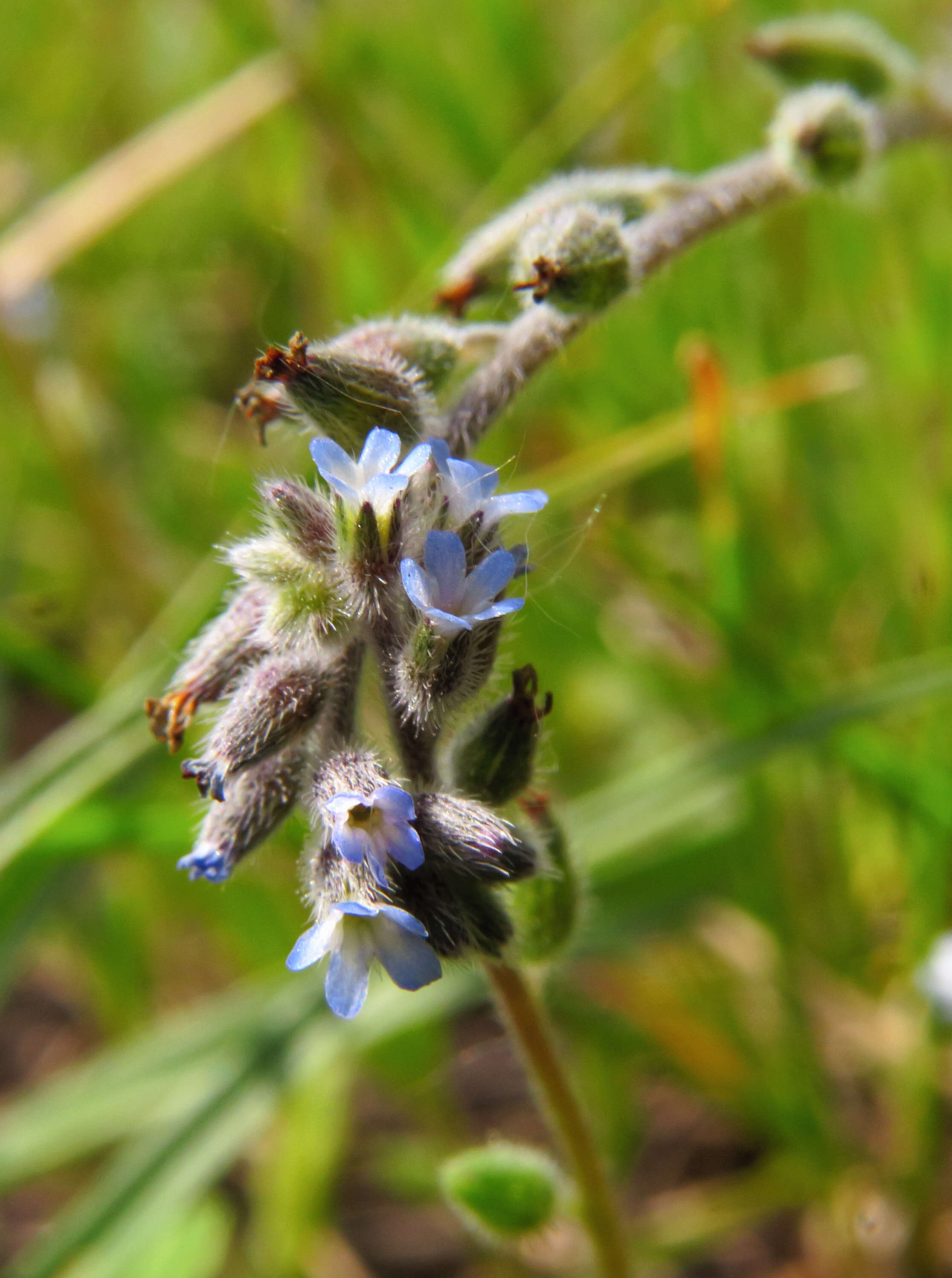 Image of strict forget-me-not