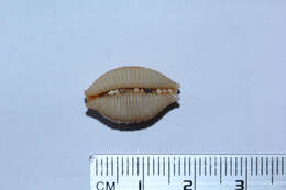 Image of Kernel cowry