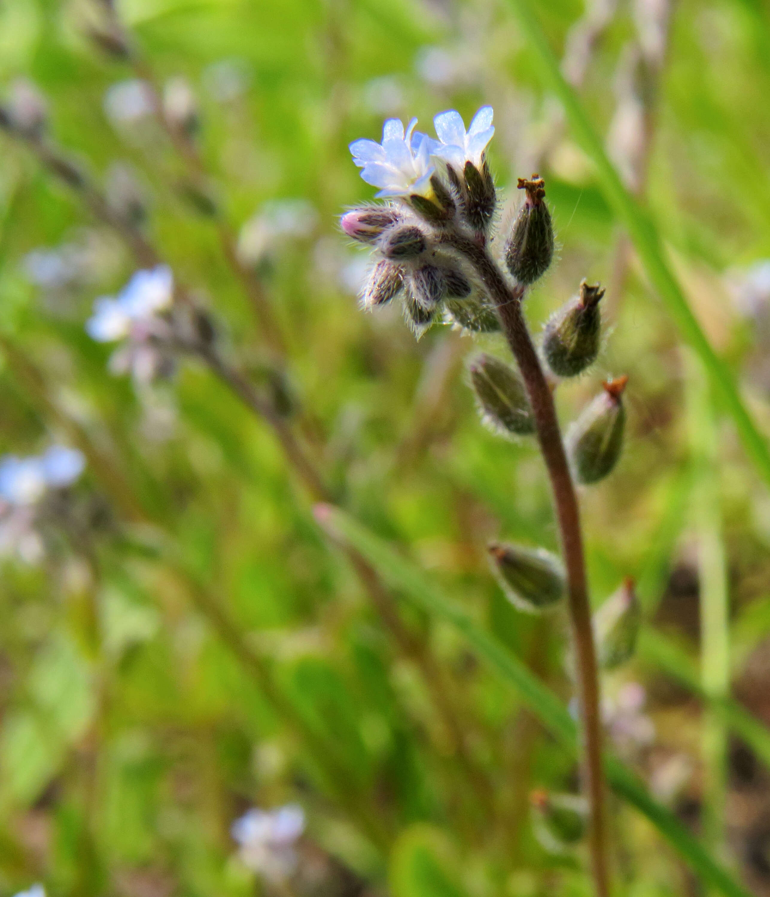 Image of strict forget-me-not