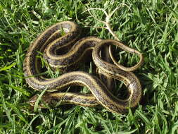 Image of Mexican Garter Snake