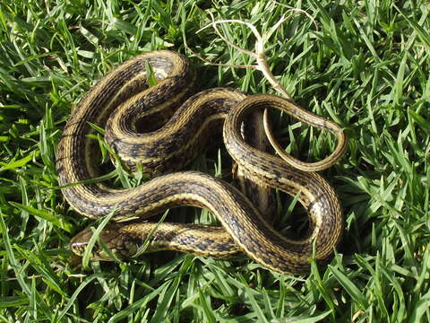 Image of Mexican Garter Snake