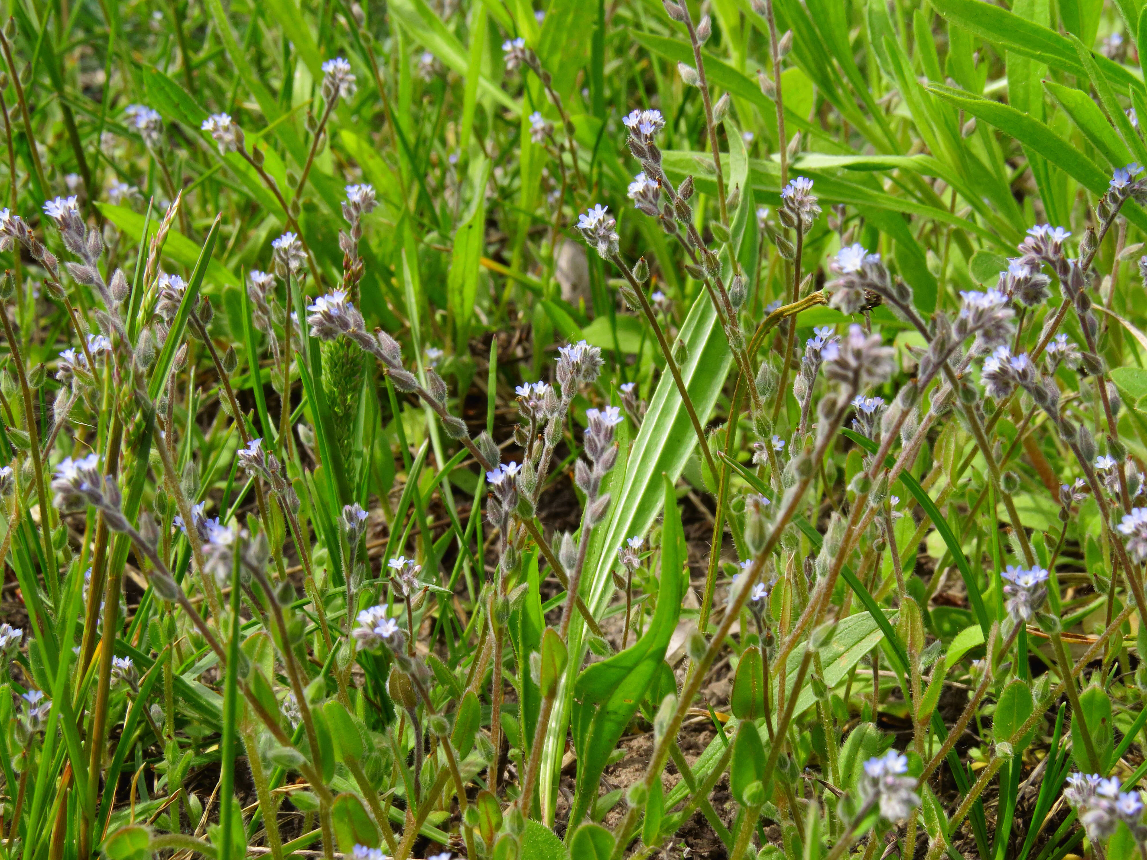 Image of strict forget-me-not